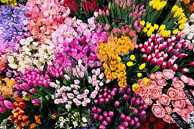 光速滑轨！《宝可梦TCG Pocket》官方就凤王卡面抄袭一事道歉