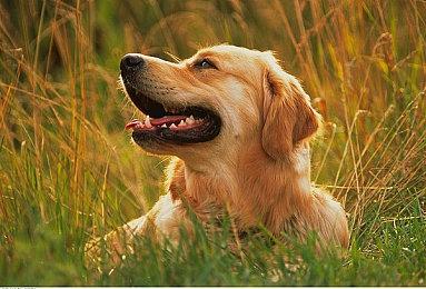 策略角色扮演游戏《骸骷王》Steam页面 发行日期待定